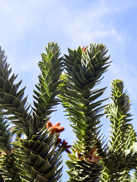 Spiky branches of monkey puzzle tree rising into the blue sky, unique exotic conifer Araucaria araucana background with copy space.
  .