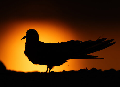 A backlit image of White-cheeked Tern preening in the morning at Tubli, Bahrain