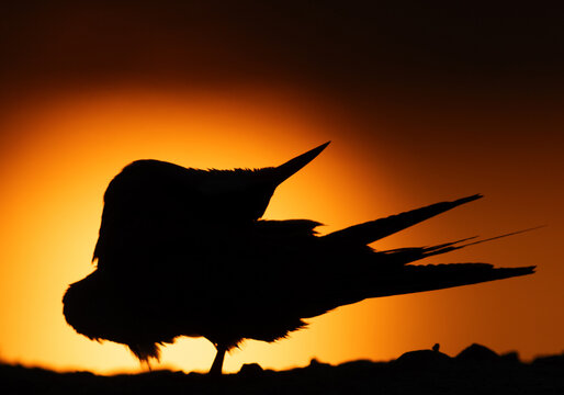 A backlit image of White-cheeked Tern preening during sunrise at Tubli