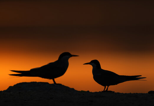 A backlit image of a pair of White-cheeked Tern at Tubli, Bahrain