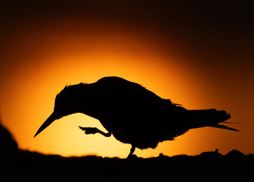 A backlit image of White-cheeked Tern preening during sunrise at Tubli bay, Bahrain