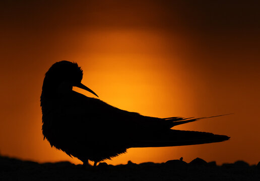 A backlit image of White-cheeked Tern preening during sunrise at Tubli bay, Bahrain
