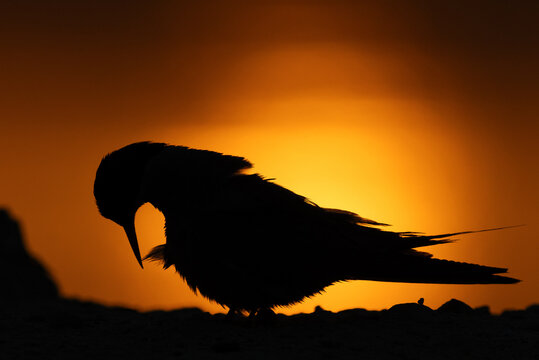A backlit image of White-cheeked Tern preening during sunrise