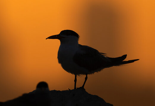 A backlit image of Lesser Crested Tern at tubli bay, Bahrain