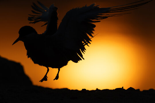 Silhouette of White-cheeked Tern takeoff during sunrise, Bahrain
