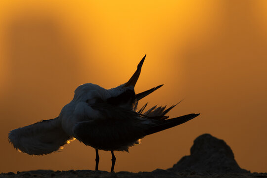 A backlit image of Lesser Crested Tern preening at tubli, Bahrain