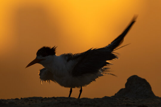 A backlit image of Lesser Crested Tern shaking its wings to dry at tubli, Bahrain