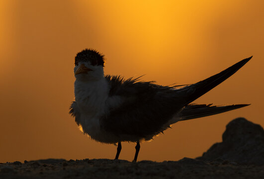 A backlit image of Lesser Crested Tern at tubli, Bahrain