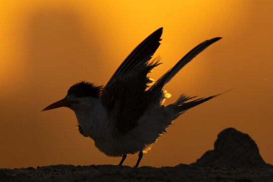 A backlit image of Lesser Crested Tern preening at tubli, Bahrain