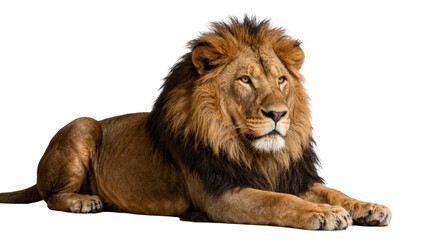 Majestic male lion with dark mane lying down, isolated on transparent background © pixter