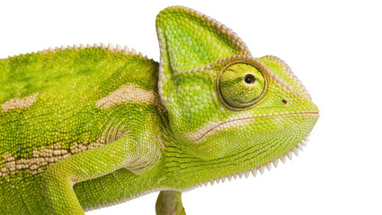 Green veiled chameleon with textured scales, isolated on transparent background © pixter