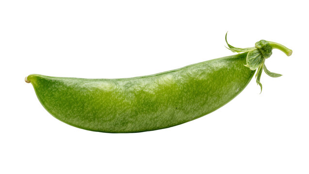 Single fresh green snow pea pod with stem and leaves, isolated on transparent background