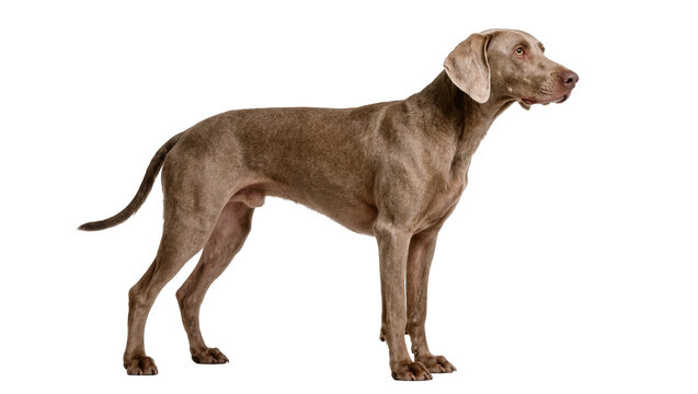 Weimaraner dog standing alert, isolated on transparent background