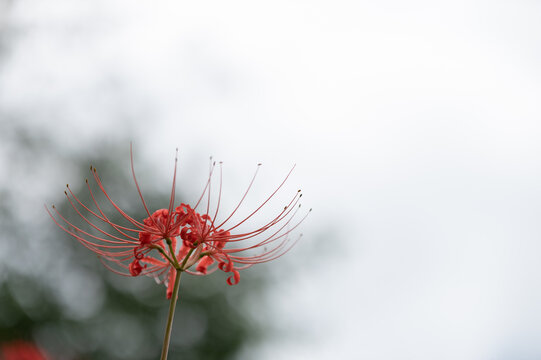 A Single Red Spider Lily Blooming Elegantly Against Soft Autumn Sky Background with Copy Space