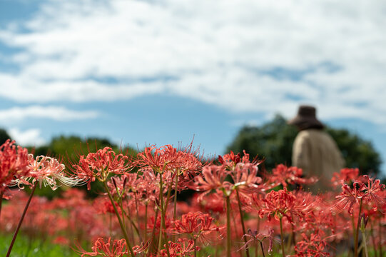 Red Spider Lilies Blooming in Full Field Under Autumn Sky with Person in Background