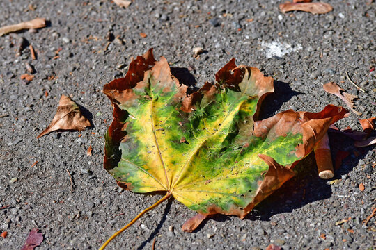 autumnal colored maple leaf on a street