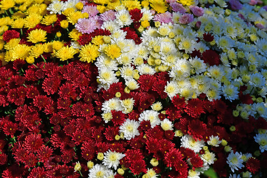 Aster flowers in a full format