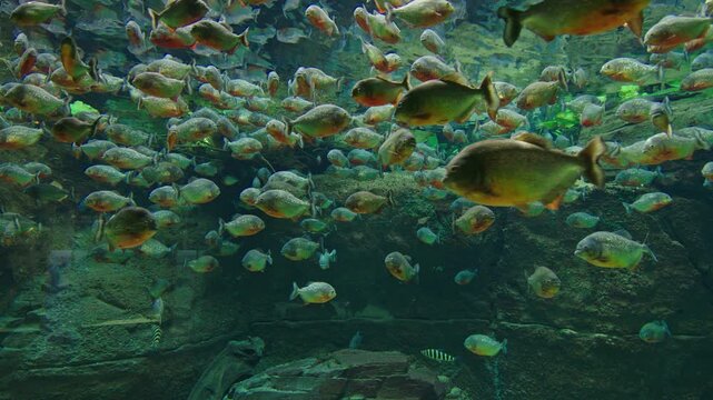 Red-Bellied Piranha School Static Shot