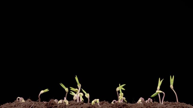 Beautiful Time Lapse of Growth Mung Bean Plants Against a Black Background. Vigna Radiata. 4K.