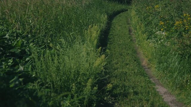 A Curving Rural Road with Wheel Ruts Through a Sunlit Grassland
