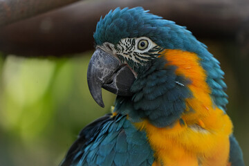 Blue-Throated Macaw © Kristina
