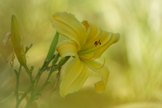 Common Yellow Day Lily
