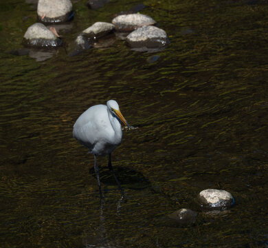 a great egret with a fish