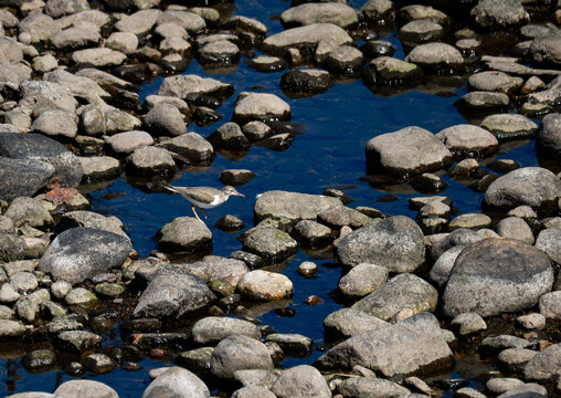 spotted sandpiper hunting on the rocky shore