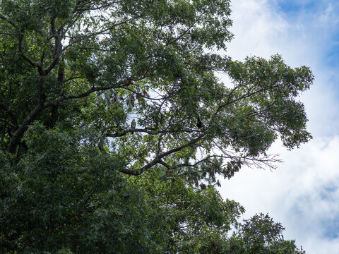a sharp shined hawk and an american crow share a branch