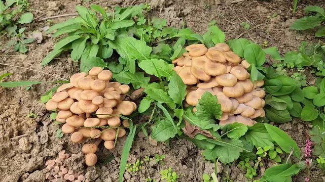 Ringless honey fungus, outdoor soil ground, green blades of grass, cluster of brownish mushrooms, yellowish-brown, edible mushroom from Asia, nature, the sound of people talking