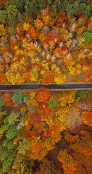 Forest with colorful leaves and road in autumn.