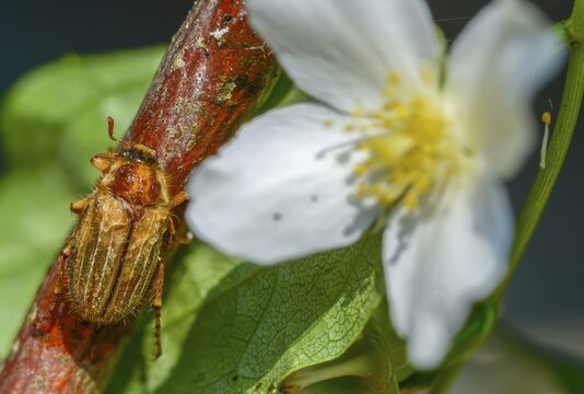 Amphimallon solstitiale, leaf horn beetle, curlew beetle, European June beetle, ribbed curlew, June beetle, scarabaeidae, beetle, coleoptera, insects, beetles, summer chafer