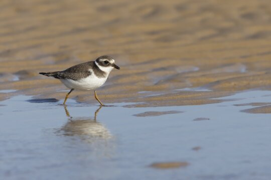 Ringed plover (Charadrius hiaticula) juvenile wading bird on a beach in summer, England, United Kingdom