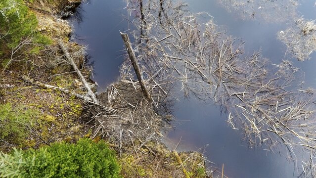 Beaver lodge with a supply of branches for the winter. Region of La Mauricie. Province of Quebec. Canada