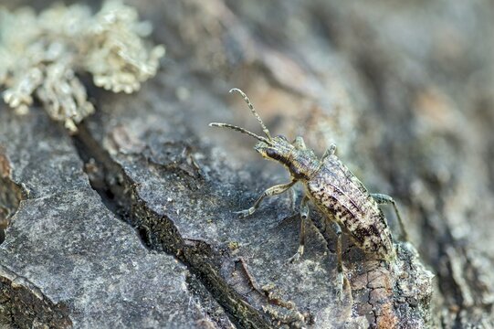 Small pintrestle, rhagium inquisitor, shotbuck, sensing pindeer, beetle, coleoptera, insects, beetles, ribbed pine borer