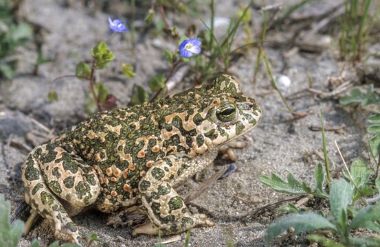 Bufo viridis, Bufotes viridis, green toad, toad, amphibians, amphibians, toads, amphibians