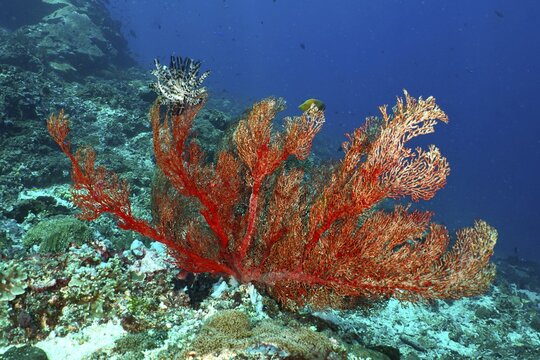 Red knotted fan (Melithaea ochracea) on the ocean floor, representation of the lively underwater world, dive site Crystal Bay, Nusa Ceningan, Nusa Penida, Bali, Indonesia