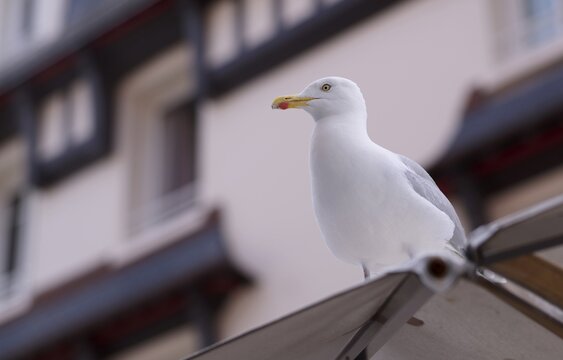 Herring Gull (Larus argentatus), &Eacute;tretat, Normandy, Seine-Maritime, France