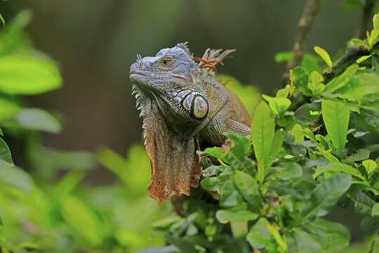 Green iguana (Iguana iguana), red form, on tree, captive, Central America