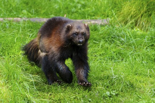 Wolverine running across a green meadow in a natural environment, Wolverine (Gulo gulo), France