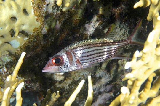 A blood spotted husar (Neoniphon sammara) seeks shelter in a net fire coral (Millepora dichotoma), House Reef dive site, Mangrove Bay, El Quesir, Red Sea, Egypt