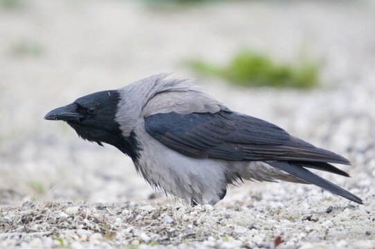Corvus cornix, hooded crow, birds, corvidae family of birds, passeri, corvids, songbirds, birds