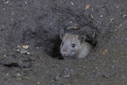Brown rat (Rattus norvegicus) adult rodent animal emerging from a burrow hole entrance, England, United Kingdom