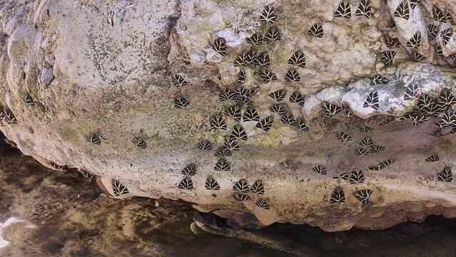 Rocks in water with striking pattern, natural rough texture and environment, Butterfly Valley, Spanish flag, Jersey tiger (Callimorpha quadripunctaria rhodosensis), Rhodes, Dodecanese, Greek Islands, Greece
