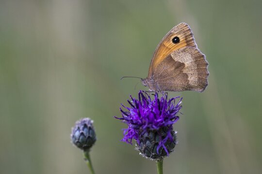 Big ox eye, maniola jurtina, meadow brown, butterfly, insects, butterfly, butterfly, butterfly