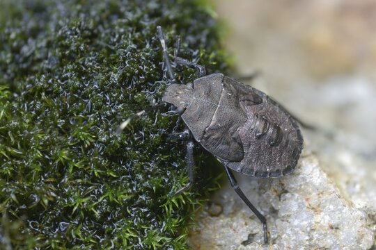 Field bug, gray garden bug, raphigaster nebulosa, bug, tree bug, insects, larva, larva, mottled shield bug