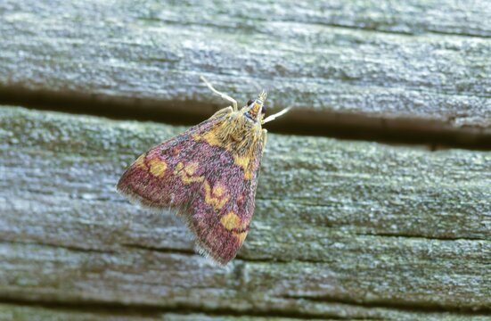 Golden moth, mint moth, purple moth, pyrausta aurata, insects, moths, moths, butterflies