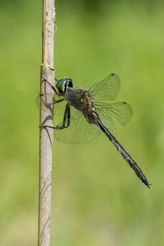 Spotted emerald dragonfly, somatochlora flavomaculata, yellow-spotted emerald, anisoptera, damselflies, dragonflies, high size, portrait format, insects, dragonflies, odonata