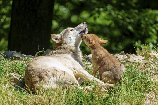 A wolf pup shows affection to a resting wolf in the forest, Timberwolf, wolf, American wolf, (Canis lupus lycaon), pup, Germany