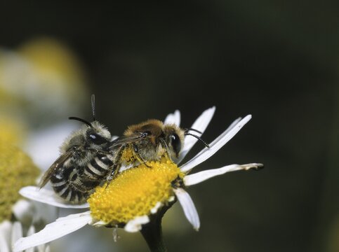Humpback silk bee, Colletes Daviesanus, Davies' colletes, common silk bee, hymenoptera, couple, insects, copula, mating, mating, wild bees
